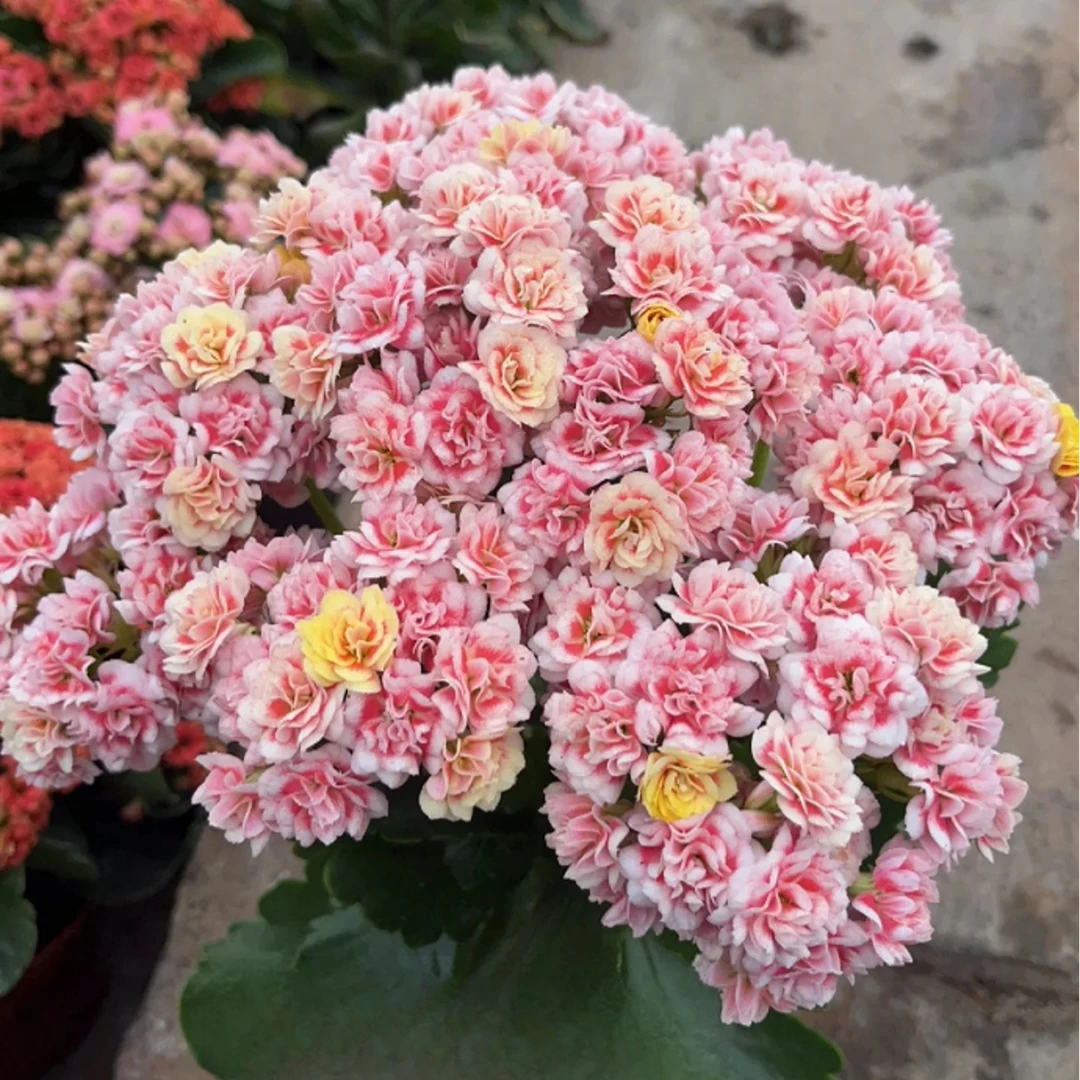 【漫卷流光】长寿花四季开花阳台盆栽大花重瓣花卉植物