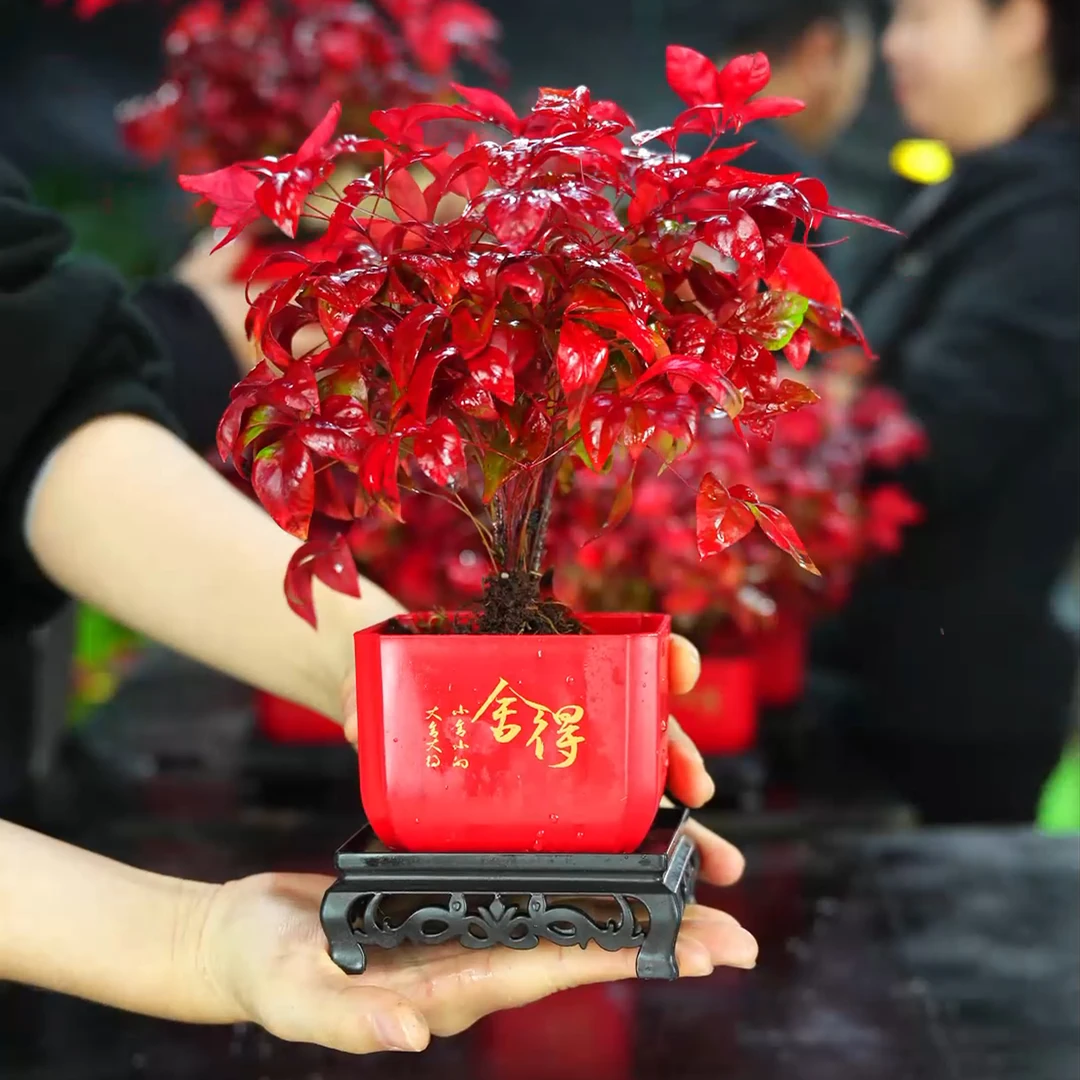 火焰南天竹盆栽耐寒美观室内外四季好养观叶绿植小盆景
