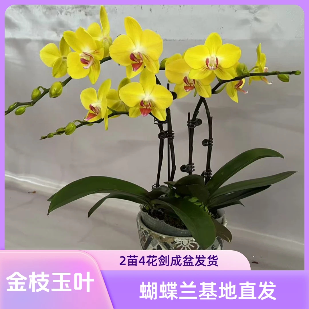 稀有色系【金枝玉叶】2苗2花剑带 花苞 送瓷盆 佛山蝴蝶兰基地发货