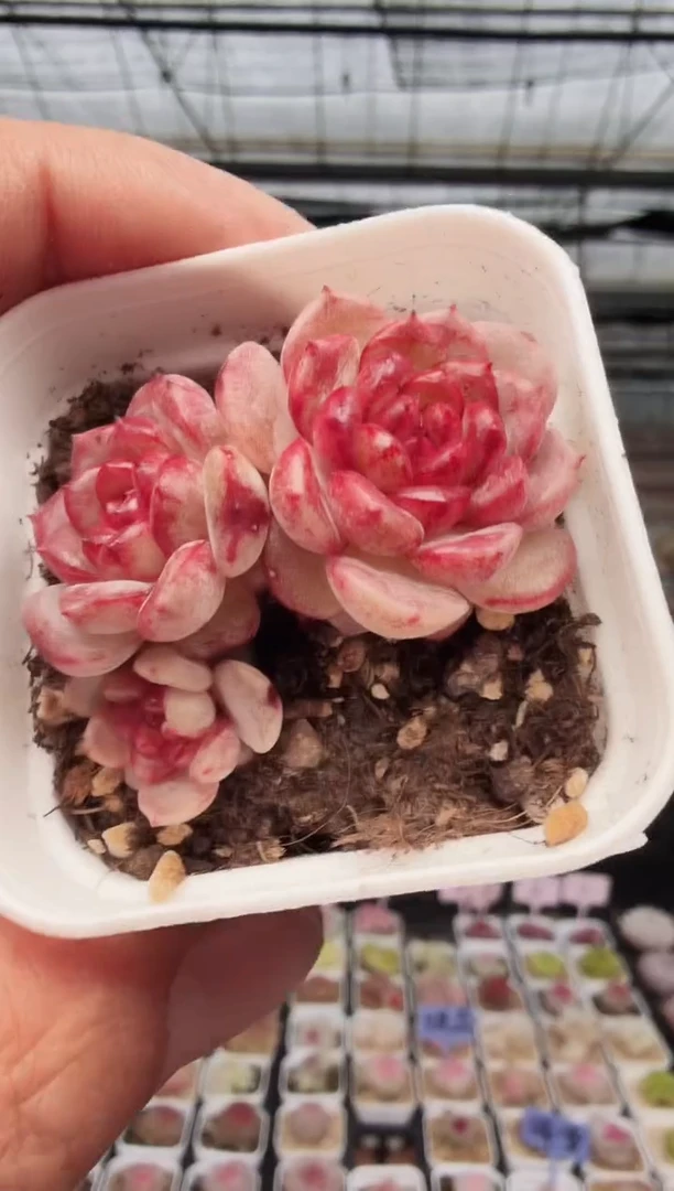 东云多肉园新款-08