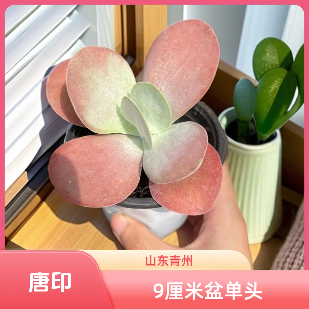 唐印9厘米盆老桩多肉