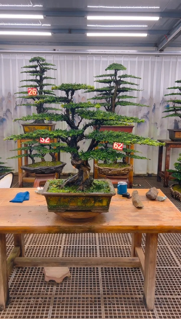 无花朵云*精品盆景直播间一物一拍