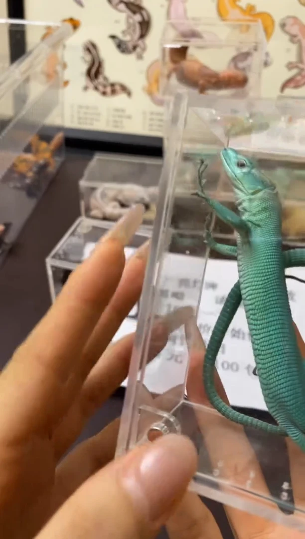 翡翠龙纹蜥鳞与尾 Scale Tail 爬宠FCLW