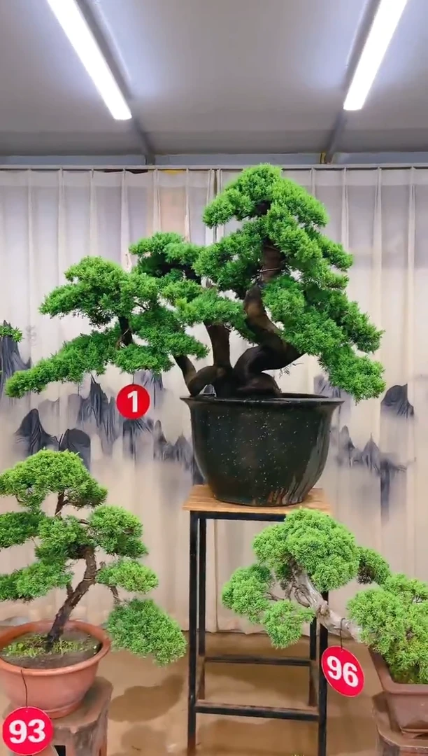 无花朵精品盆景 一物一拍