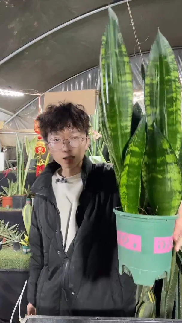 繁星带盆土.28.8