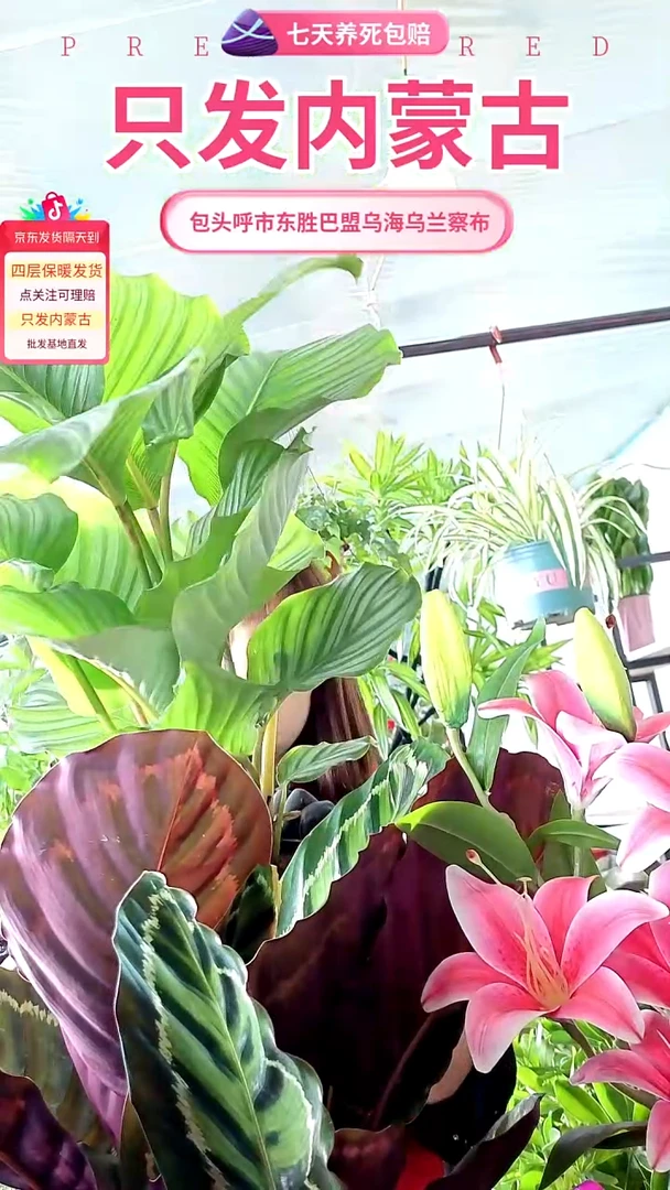 完全开放大盆苹果竹羽盆栽