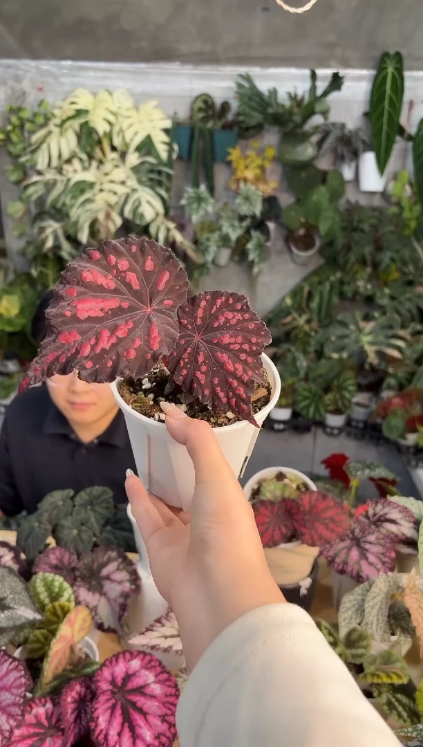 完全开放瓢虫秋海棠