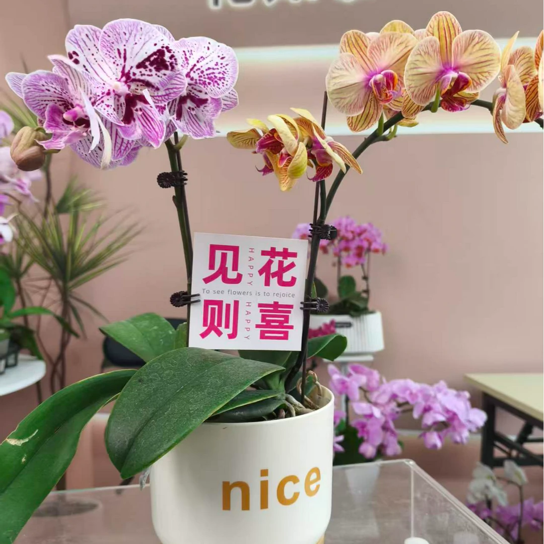 【新疆包邮】组合芭比娃娃 蝴蝶兰盆栽 室内好养多季开花绿植花卉
