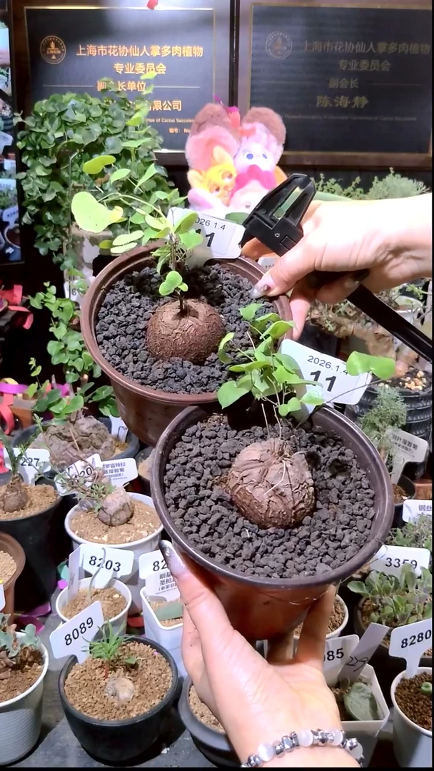 11号0104福利南非龟甲龙买一送一