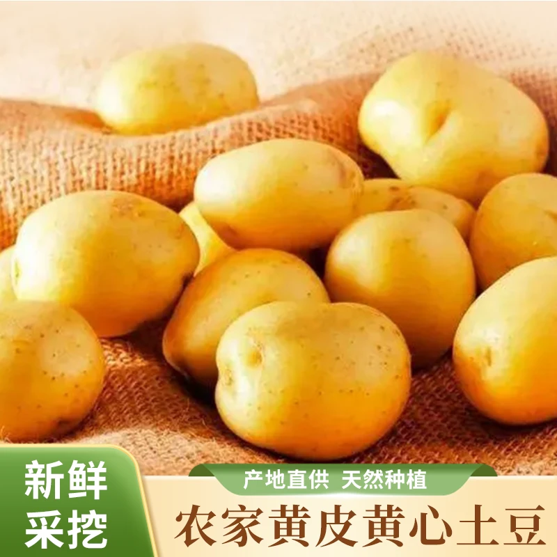 内蒙古武川2025现挖新鲜土豆正宗黄皮黄心农家洋芋蔬菜新鲜马铃薯