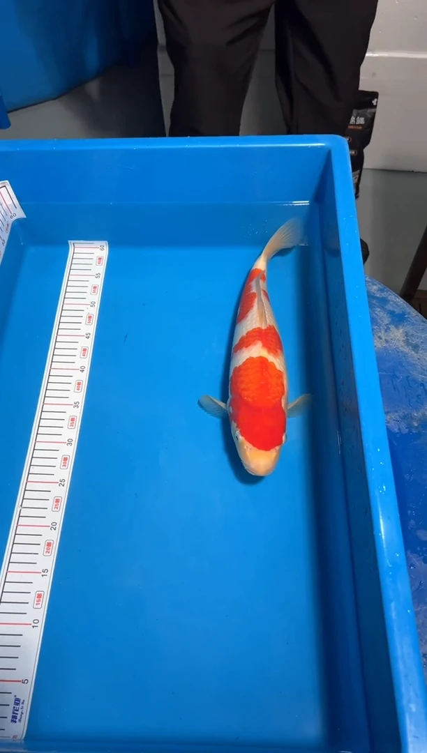 【闪购商品】15号锦鲤红白鱼 锦鲤鱼