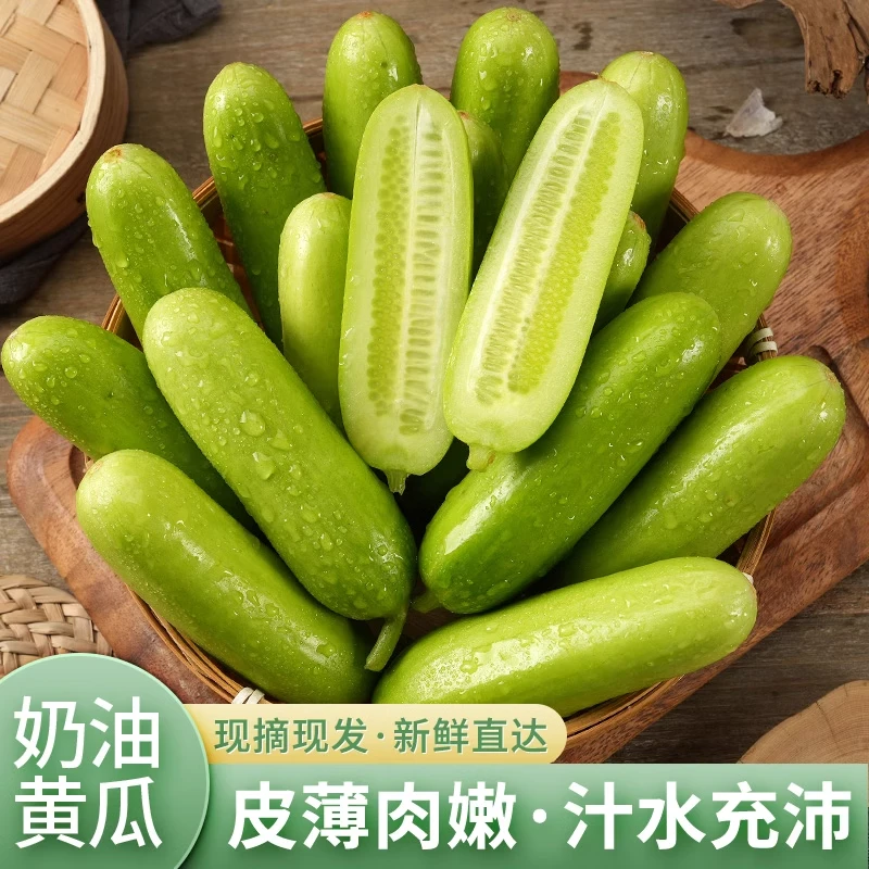正宗奶油黄瓜无刺水果黄瓜现摘新鲜蔬菜水果现发