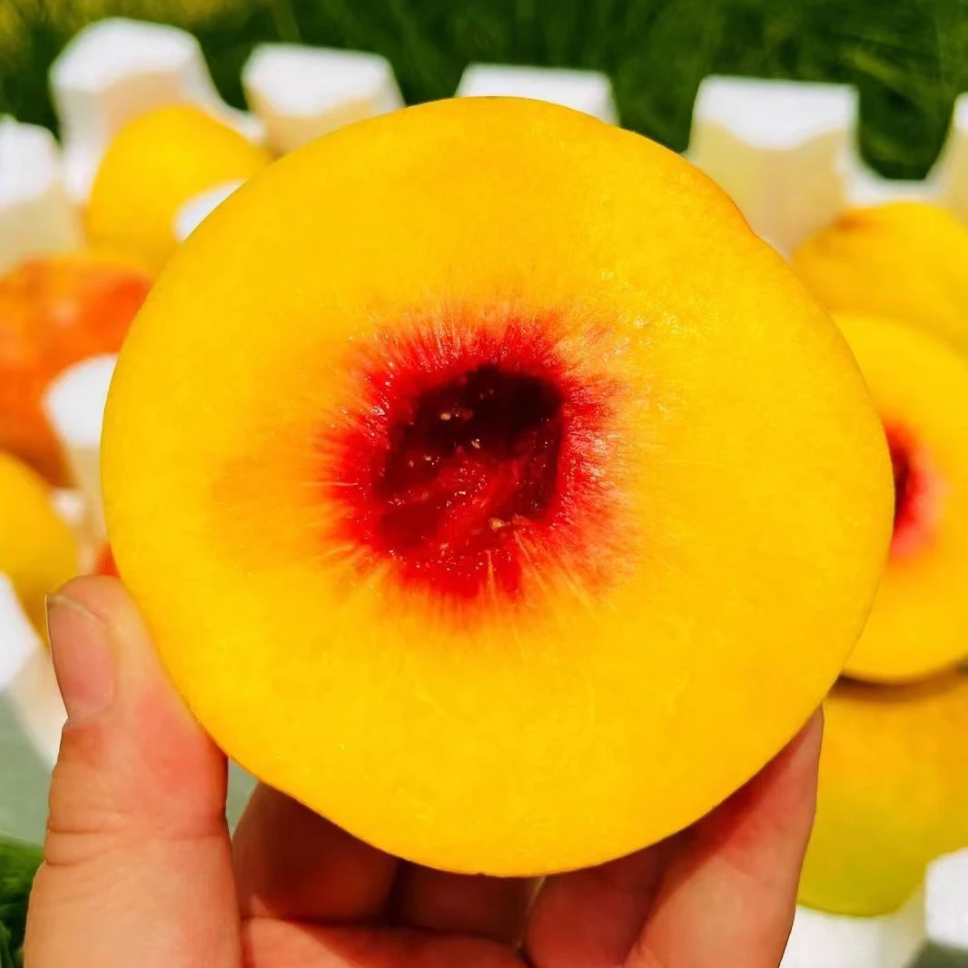 【现摘现发】湖北锦绣黄桃脆甜多汁脆软两吃坏果包赔净重4.5斤