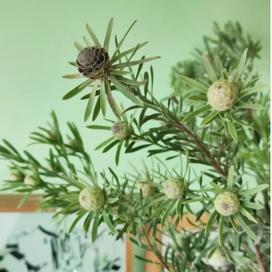 【绿宝石 木百合 】云南基地直发顺丰冷链包邮家居插花！母亲节礼物