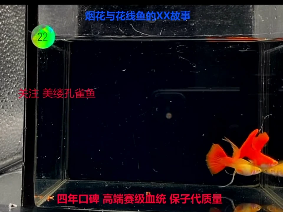孔雀鱼花线大背宽C全红小精品