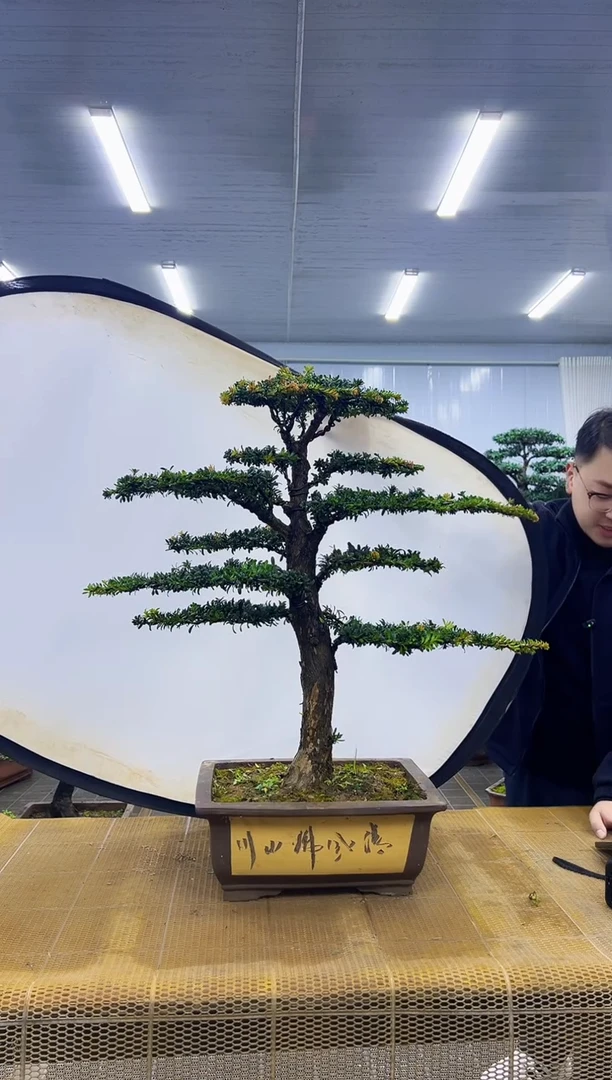 无花朵000000000000000000000000000