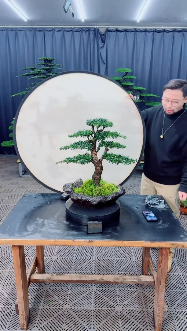 无花朵盆景......