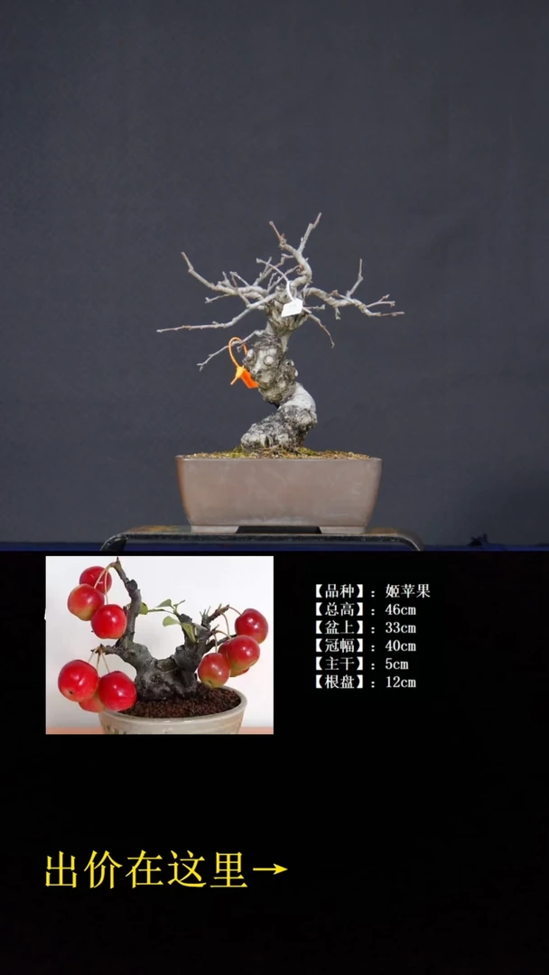 无花朵姬苹果 不包邮