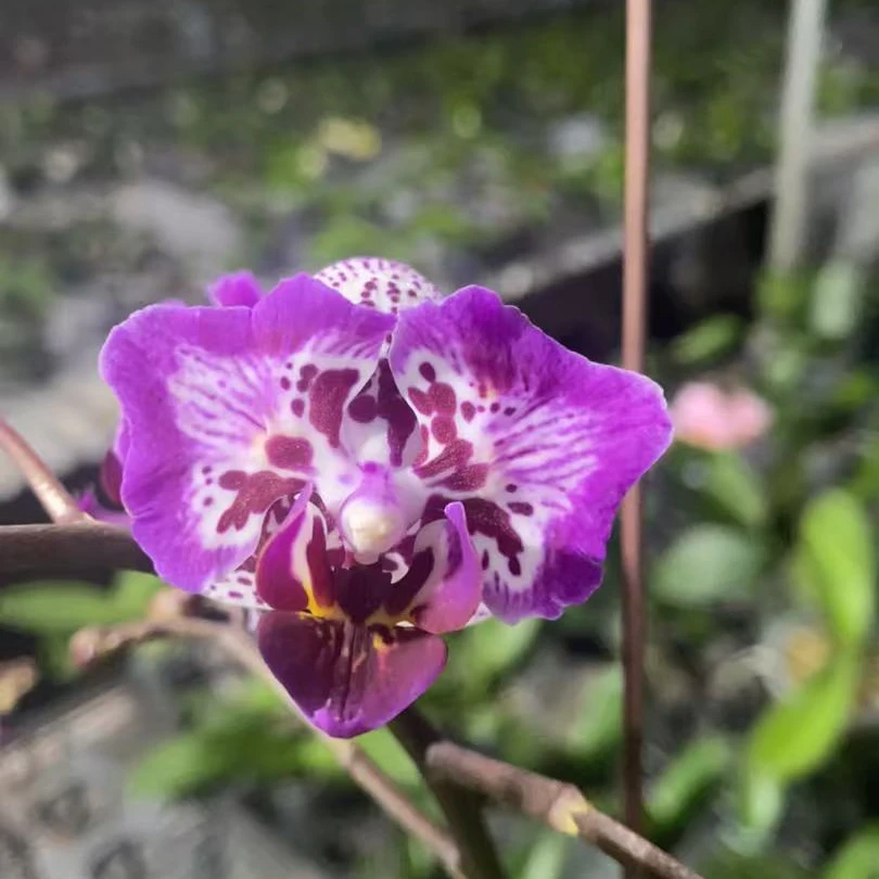 【变异花F009】3寸蝴蝶兰变异开花株