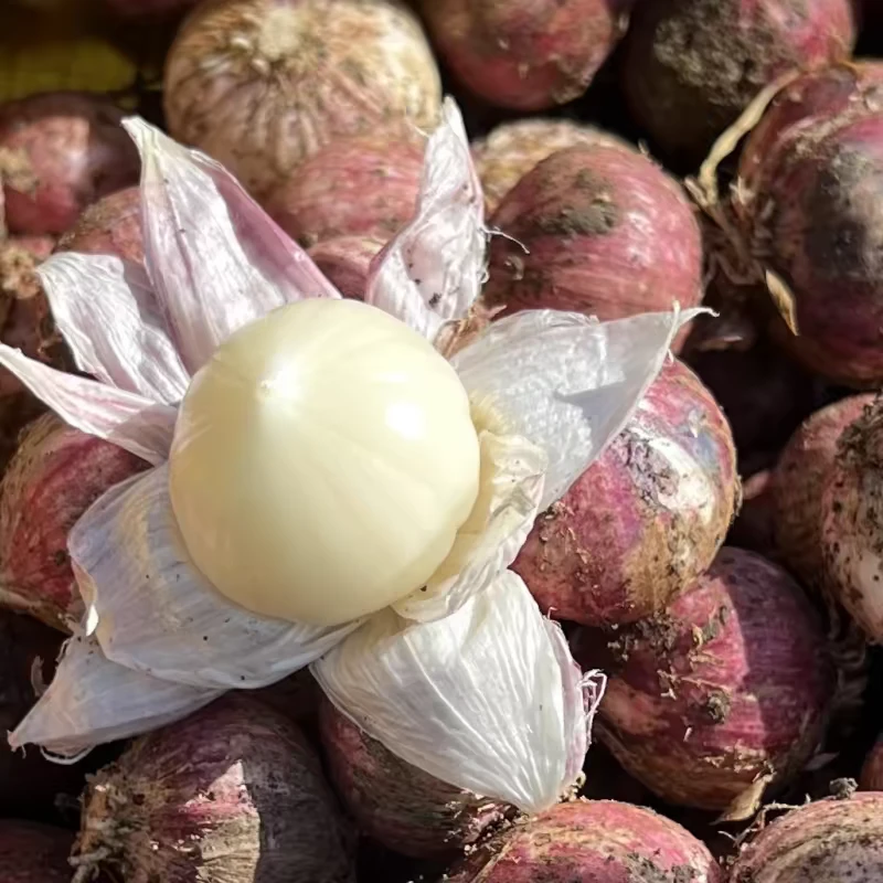 【次日达】云南紫皮独蒜大蒜独头蒜1-5斤新鲜紫皮圆头独蒜红珍珠辣蒜当季蔬菜包邮