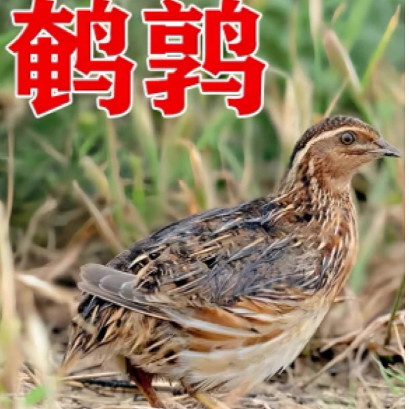 青年下蛋王鹌鹑芦丁鸡1个半月龄鹌鹑可阳台养网红宠物鹌鹑