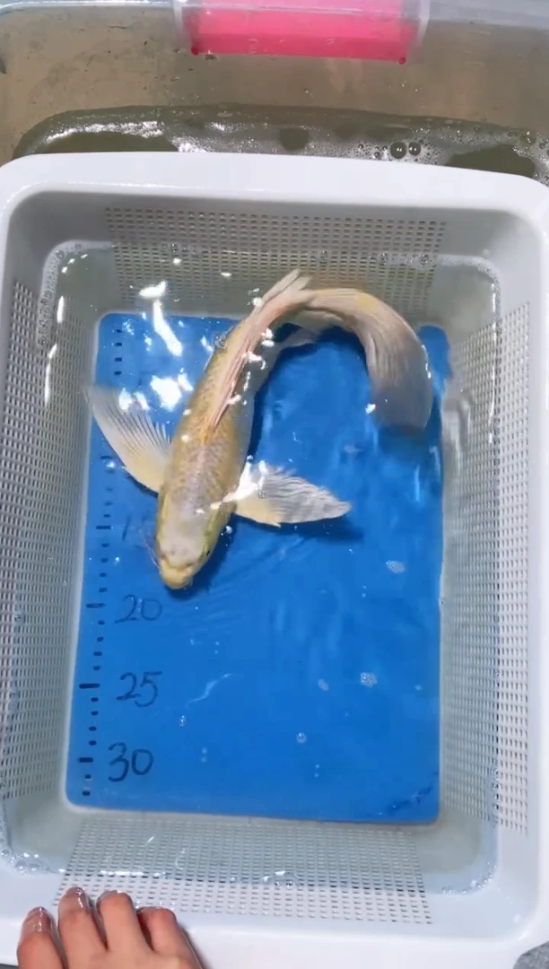 锦鲤锦鲤蝴蝶鲤鱼拍开箱视频包售后