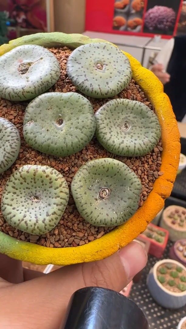 【闪购商品】21-25荷叶安贞一颗