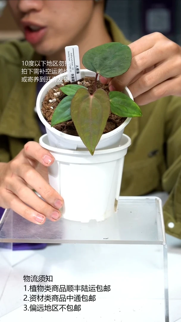 完全开放夜枭花烛