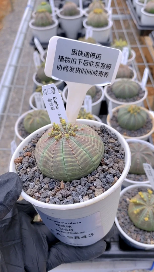 【闪购商品】布纹球FA-9843