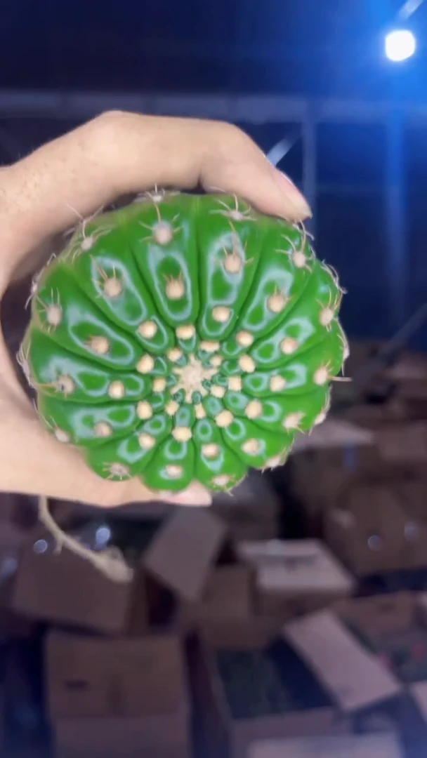 2颗 单头 眩美玉【实生根】5-7cm