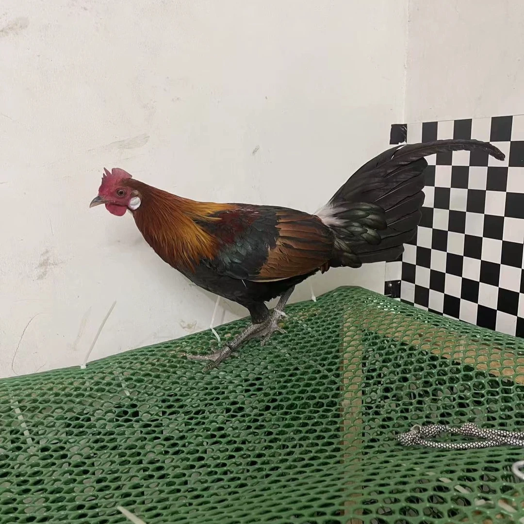 宠物鸡茶花鸡长尾鸡一物一拍