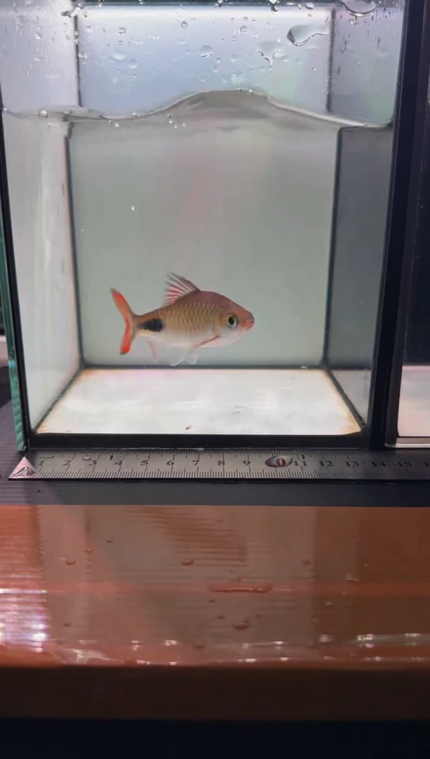 海水鱼彩虹道人111