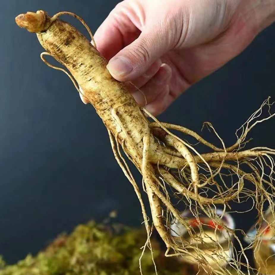 长白山新鲜人参微瑕的带土现采现挖可煲汤滋补品