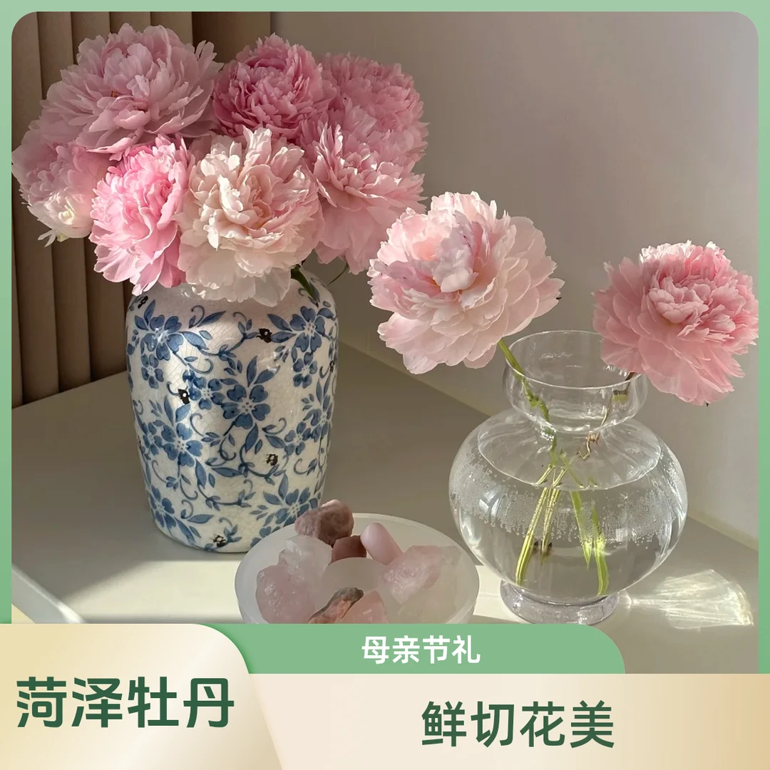 【新人福利30单】山东菏泽重瓣大芍药鲜切花母亲节鲜花芍药花束A级