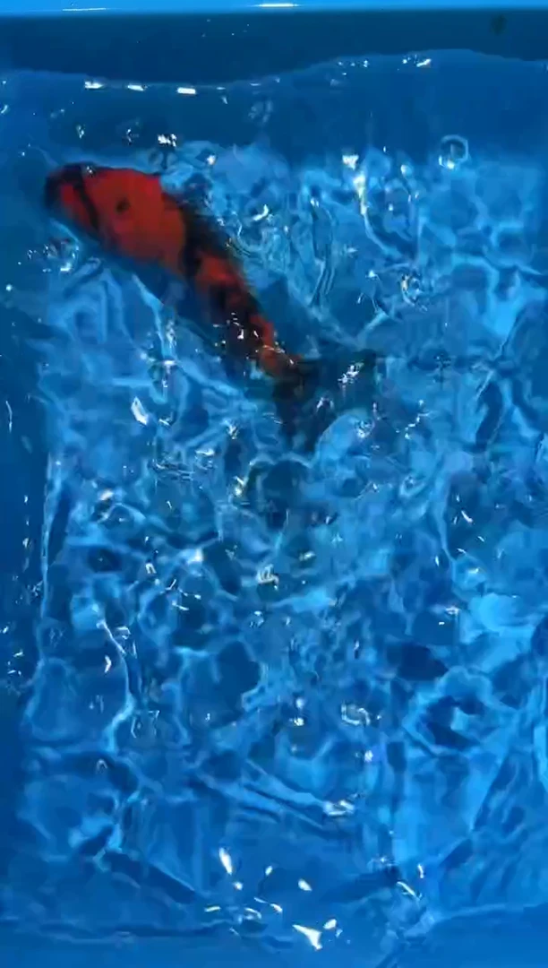 锦鲤点关注右下角竞拍链接出价