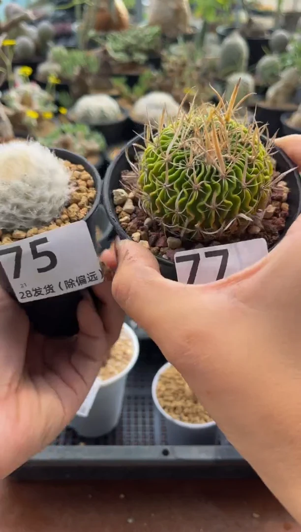 桃**子桃桃专拍鹤立羽加多棱球组合