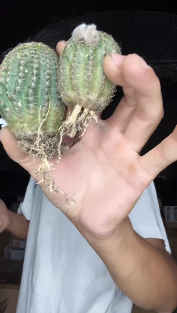 自根粉红女郎两颗=======