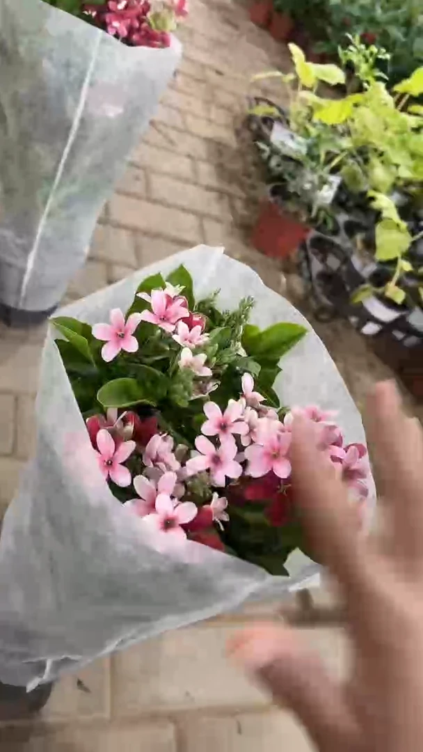 完全开放两单包邮。使君子