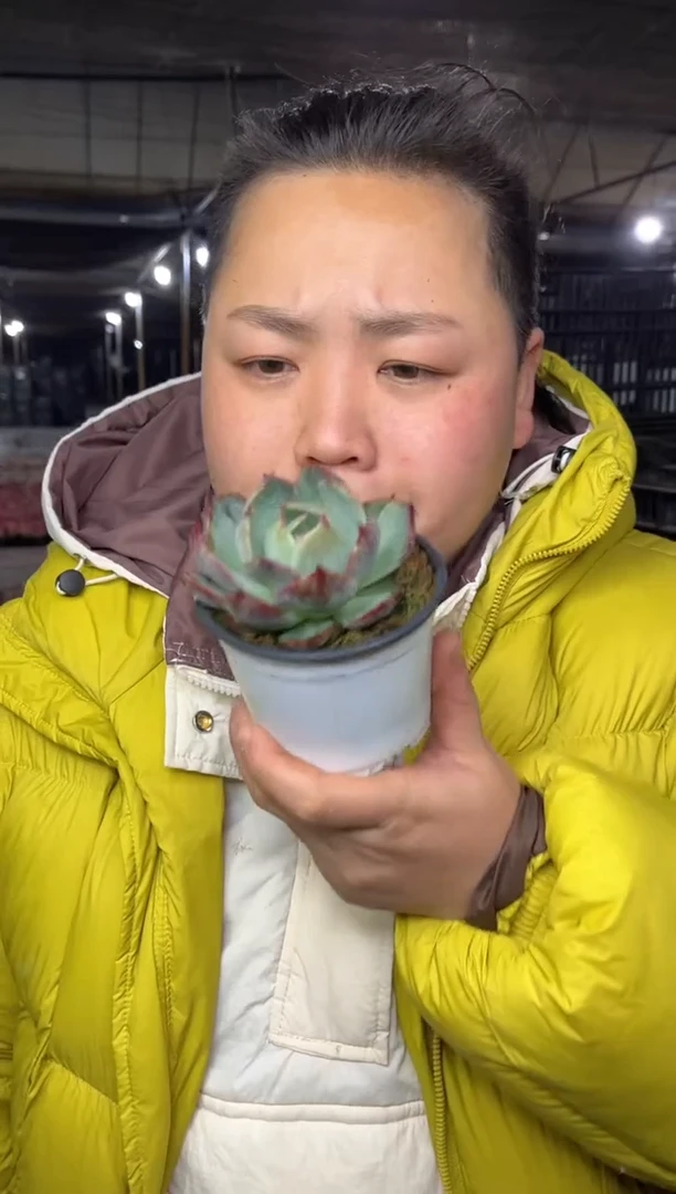 【闪购商品】47-惊鸿仙子带盆土7.8