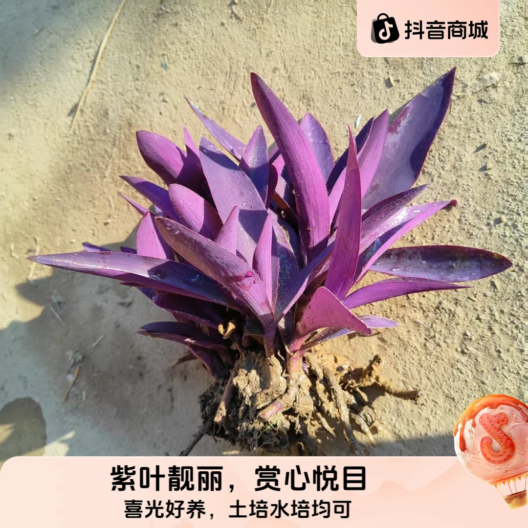 紫竹梅紫罗兰盆栽花卉绿植适合室内室外阳台庭院喜光好养