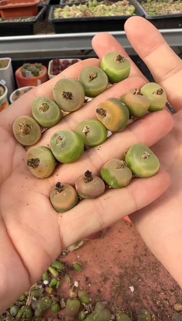 【闪购商品】13-48