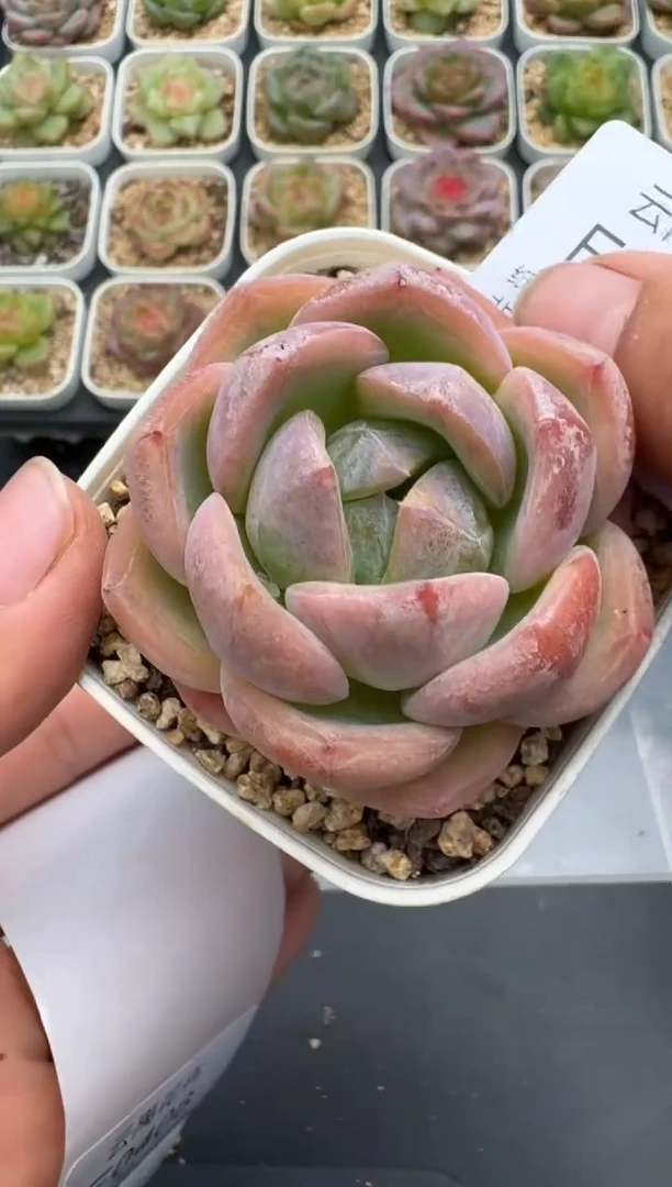 405E云禹多肉植物 带盆土纸巾打包 3颗包邮