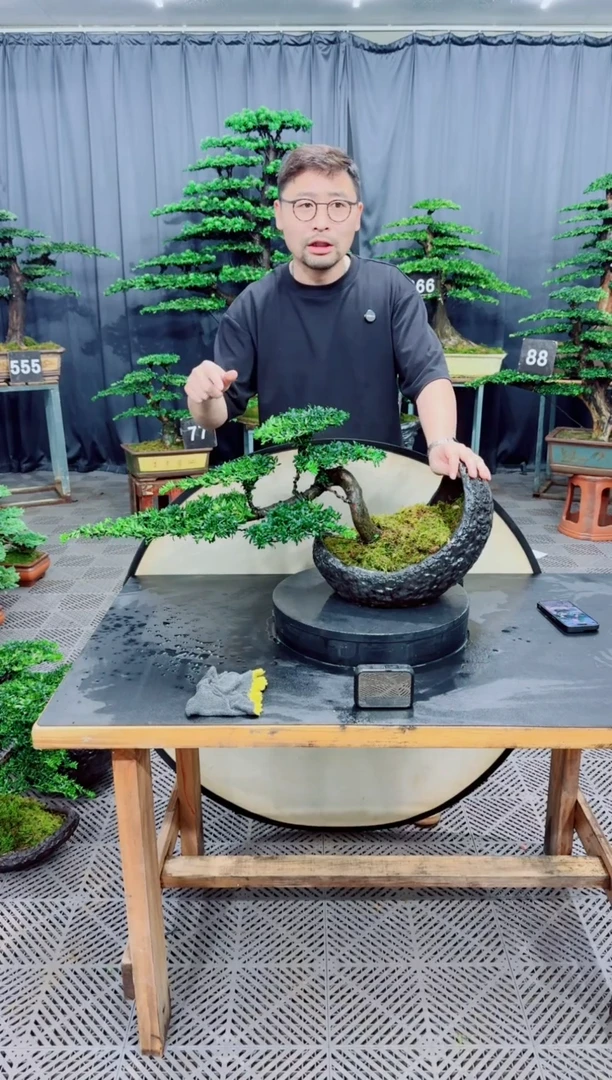无花朵罗汉松盆景....