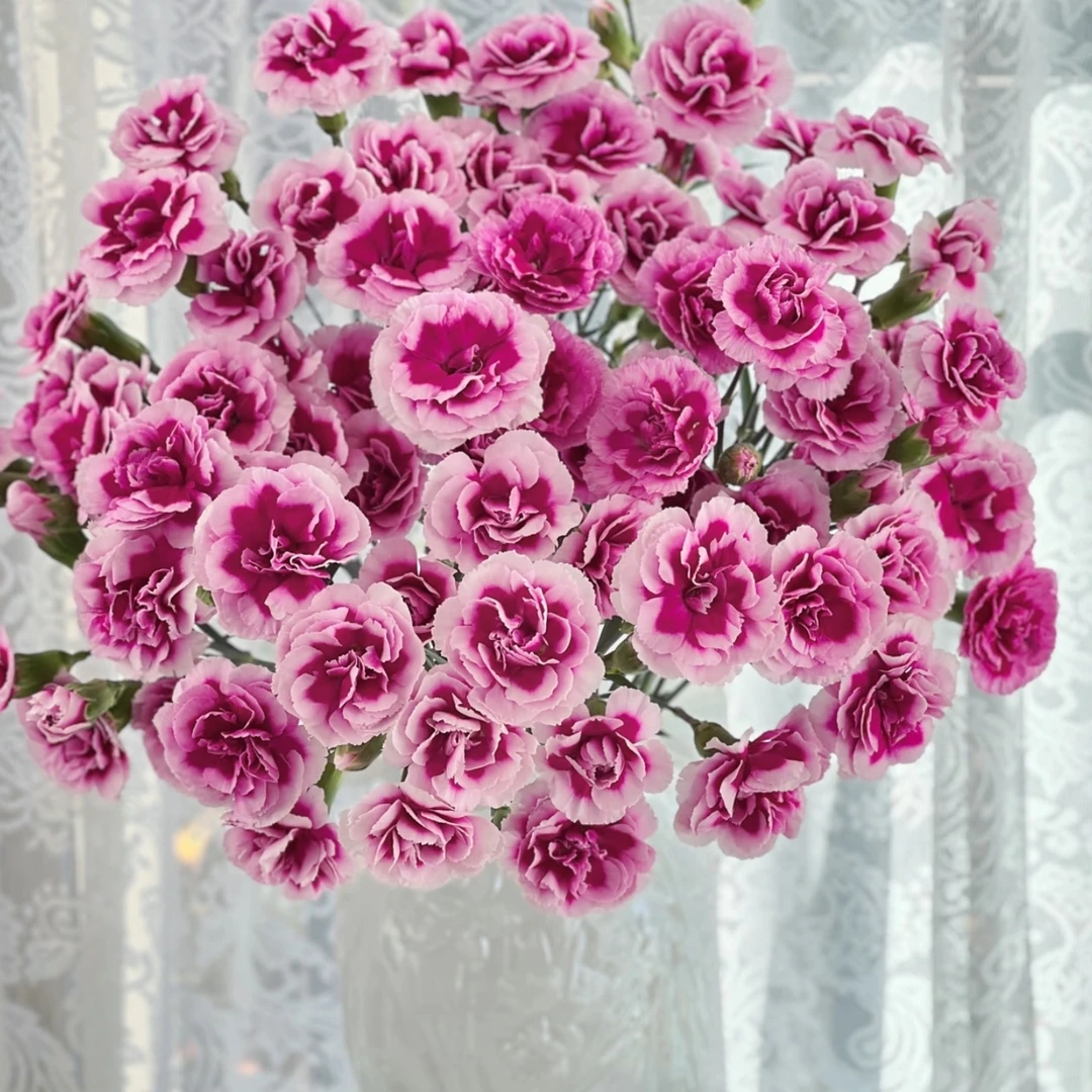 【康乃馨】太子多头康乃馨 | 全场鲜花任意满2单及以上包邮