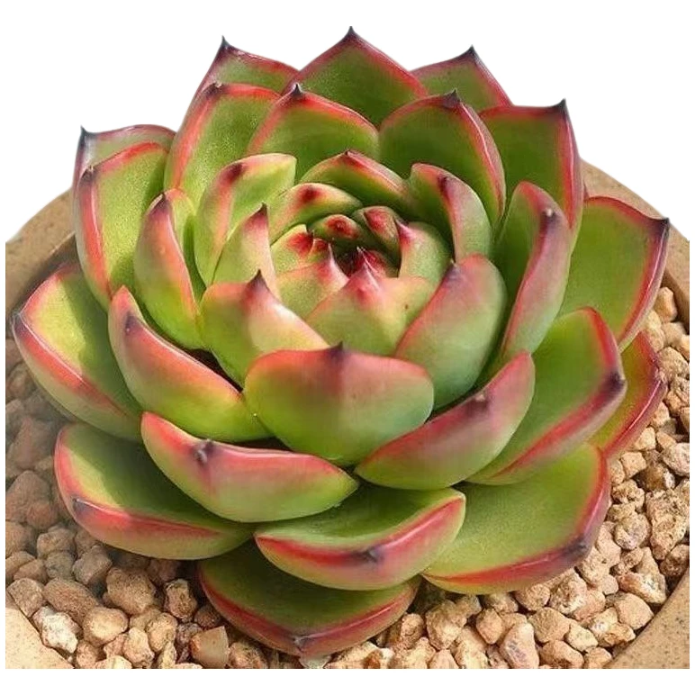 月亮石多肉植物（满15包邮）阳台露台办公室绿植植