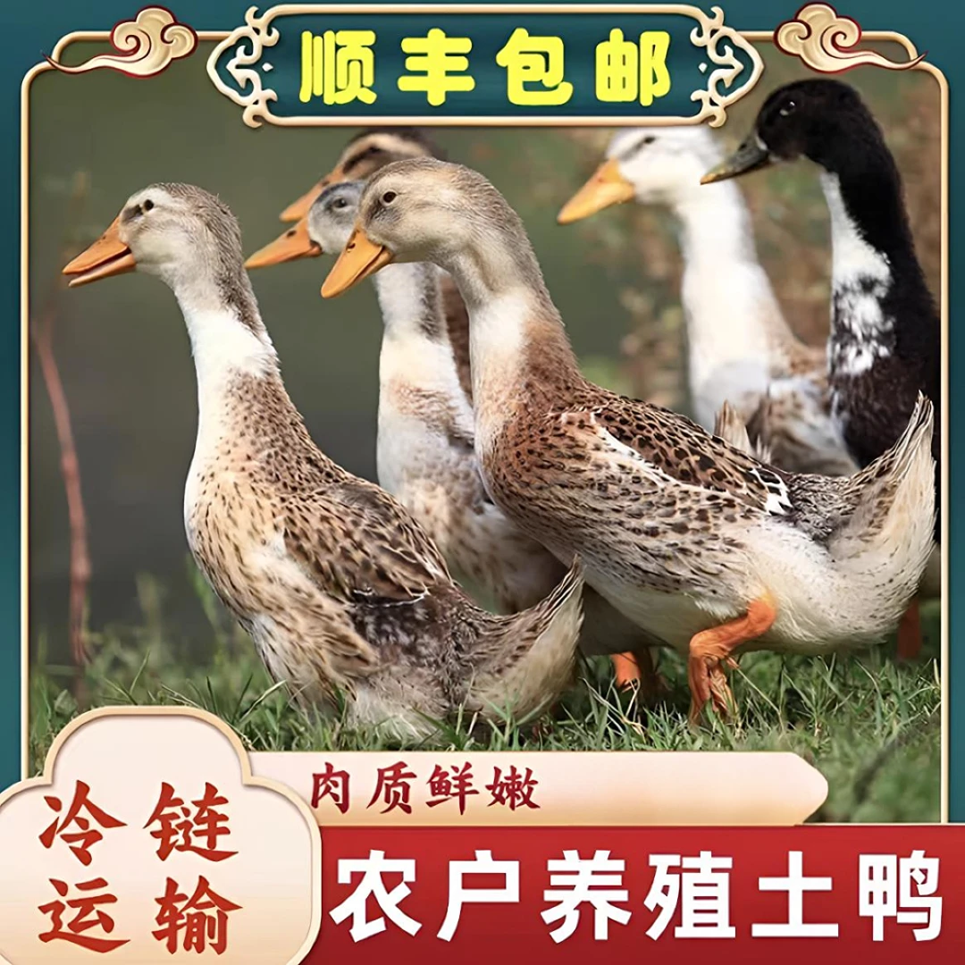 【拍三只送一只】农家散养土鸭【无掌无翅无内脏】急速锁鲜发货RX