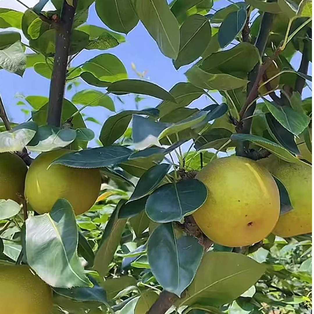 重庆开州铁桥新鲜翠冠梨应季水果脆甜多汁无渣现摘现发