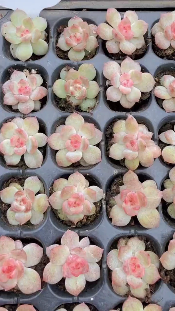 T9粉甜心 量拍混发 满9.9包邮