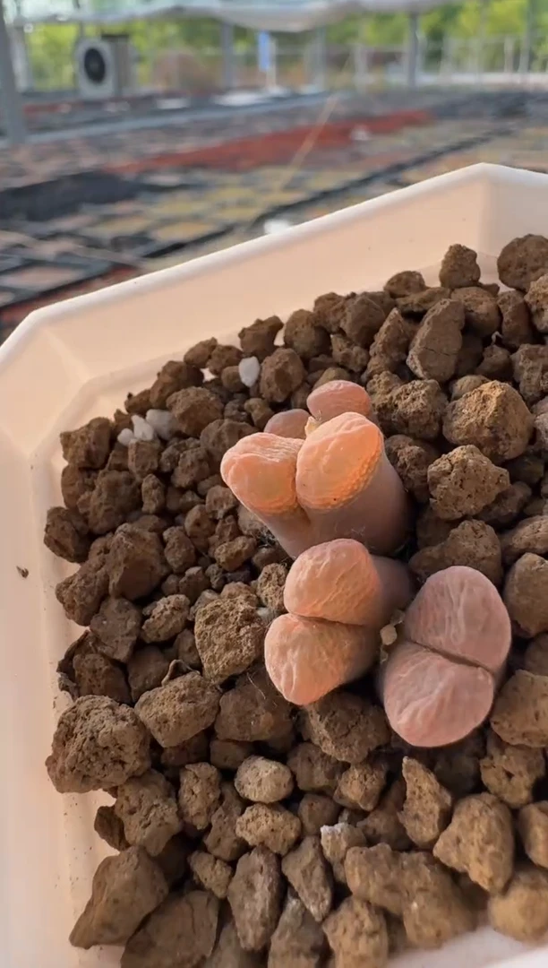 美丽的肉石头10-289.001