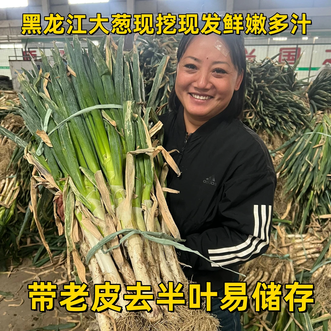东北大葱带老皮去半叶黑龙江铁杆大葱原产地直发现拔现发蘸酱炒菜